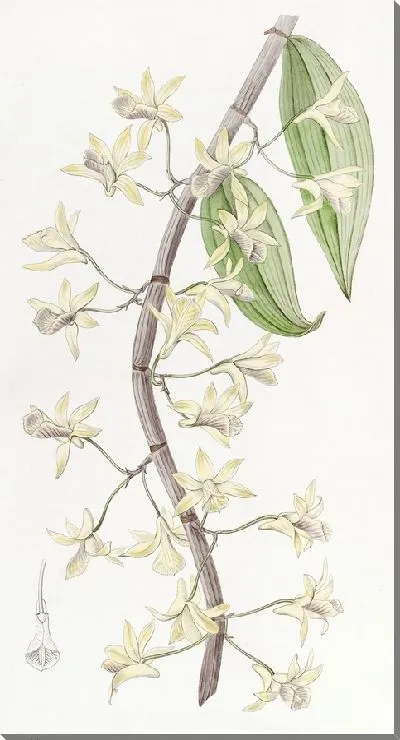 Картина Дендробиум длинношипчатый (1815-1819)