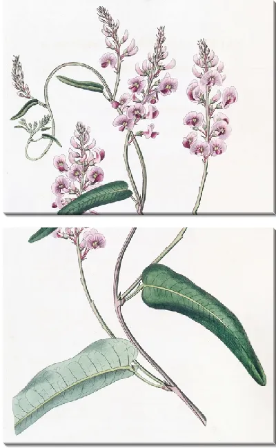 Картина Длиннокивая личность Кеннеди Однолистной (1815–1819).