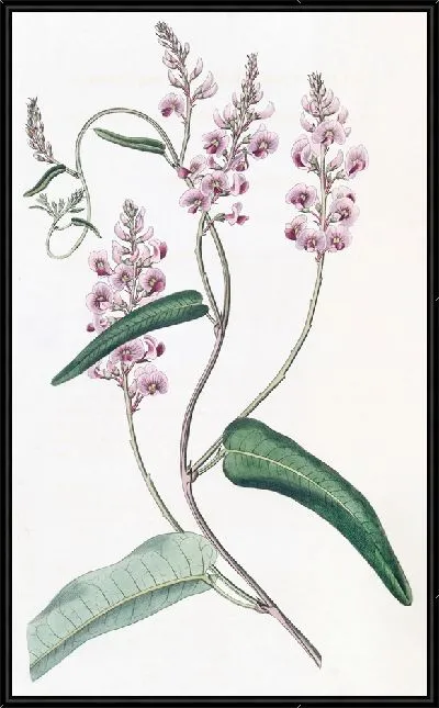 Картина Длиннокивая личность Кеннеди Однолистной (1815–1819).