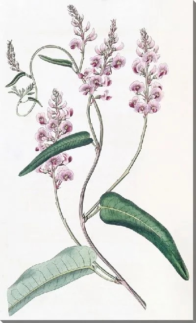 Картина Длиннокивая личность Кеннеди Однолистной (1815–1819).