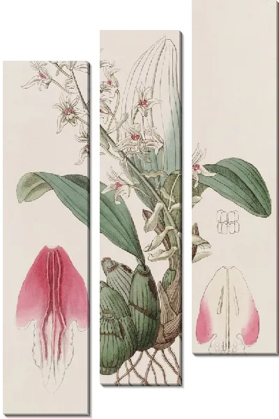 Картина Длинноприцветная Эрия (1815-1819)