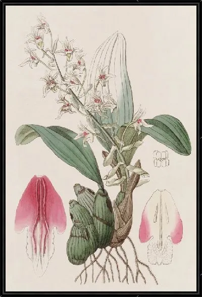 Картина Длинноприцветная Эрия (1815-1819)