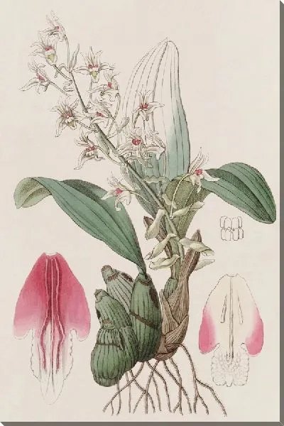 Картина Длинноприцветная Эрия (1815-1819)