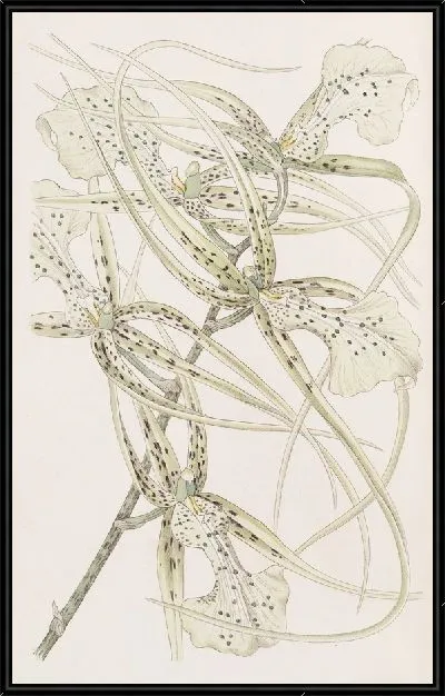 Картина Длиннорукий Брассия (1815-1819)