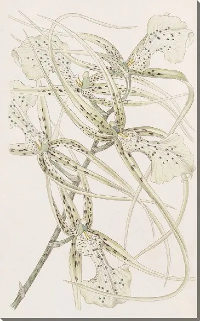 Картина Длиннорукий Брассия (1815-1819)