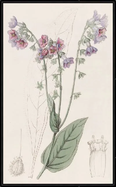 Картина Длинноцветковый гончий язык (1815-1819)