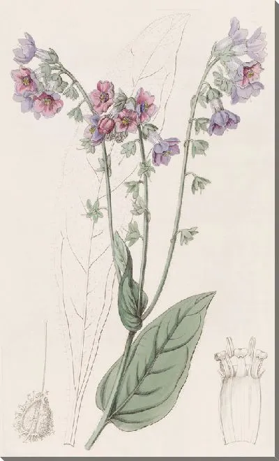 Картина Длинноцветковый гончий язык (1815-1819)