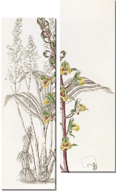Картина Длинношипая Евлофия (1815-1819)