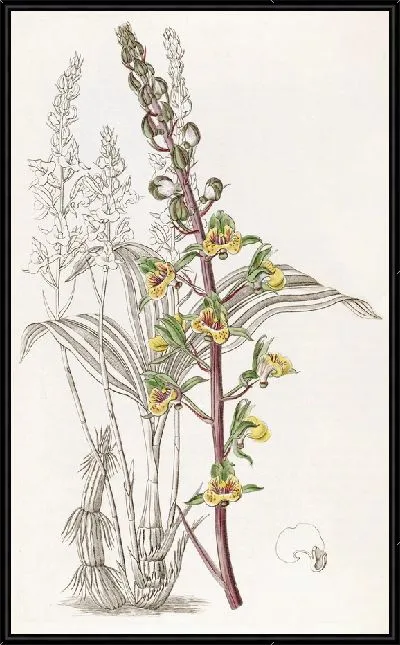 Картина Длинношипая Евлофия (1815-1819)