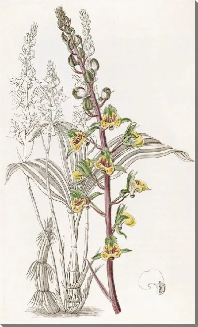 Картина Длинношипая Евлофия (1815-1819)