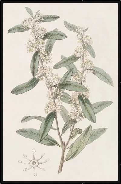 Картина Дувауа длиннолистный (1815-1819)