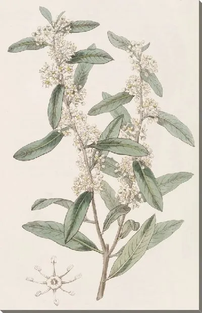 Картина Дувауа длиннолистный (1815-1819)