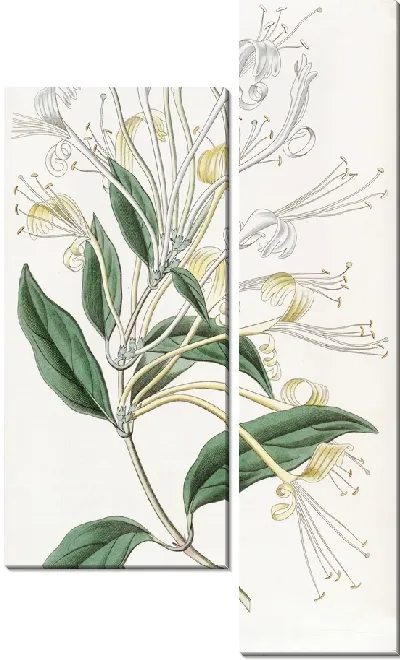 Картина Жимолость длинноцветковая (1815-1819)