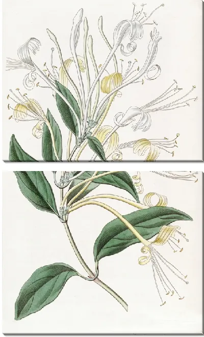 Картина Жимолость длинноцветковая (1815-1819)