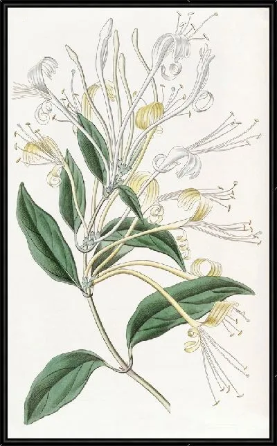 Картина Жимолость длинноцветковая (1815-1819)