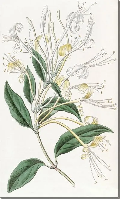 Картина Жимолость длинноцветковая (1815-1819)