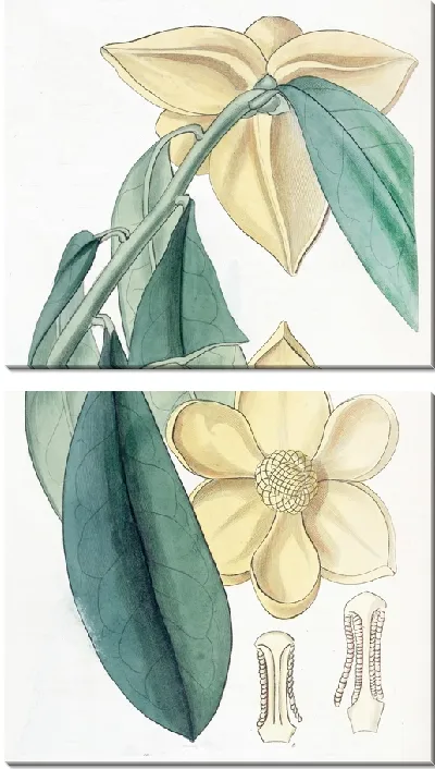 Картина Заварное яблоко с лавровыми листьями (1815-1819)