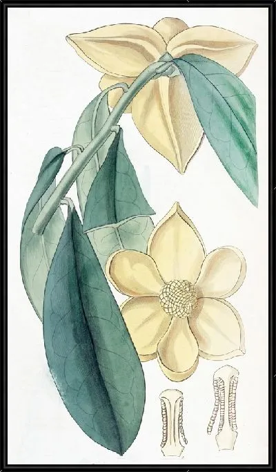 Картина Заварное яблоко с лавровыми листьями (1815-1819)