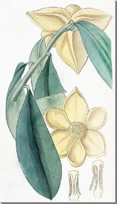 Картина Заварное яблоко с лавровыми листьями (1815-1819)