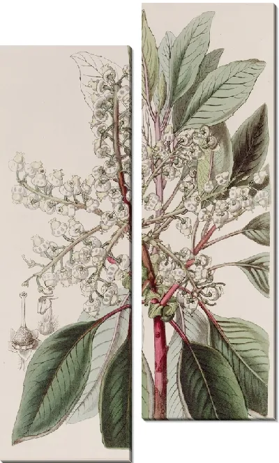 Картина Земляничное дерево с лавровыми листьями (1815-1819).