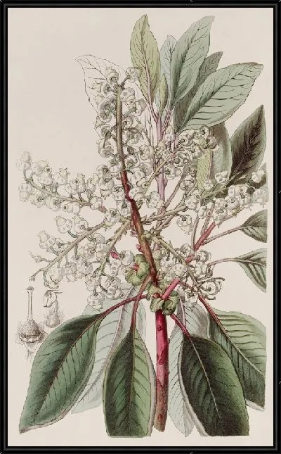 Картина Земляничное дерево с лавровыми листьями (1815-1819).