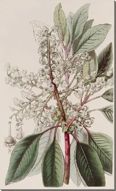 Картина Земляничное дерево с лавровыми листьями (1815-1819).