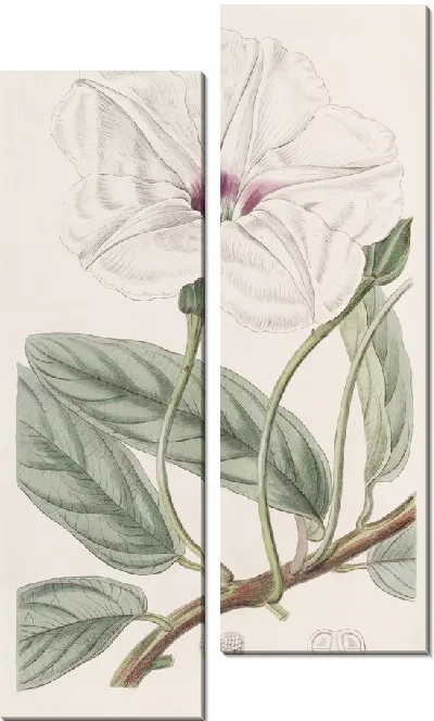 Картина Ипомея длиннолистная (1815-1819)
