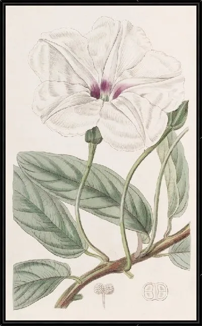 Картина Ипомея длиннолистная (1815-1819)