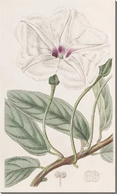Картина Ипомея длиннолистная (1815-1819)