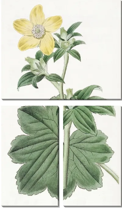 Картина Кандианская ворона лапа крупнолистная (1815-1819)
