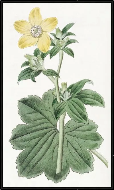 Картина Кандианская ворона лапа крупнолистная (1815-1819)