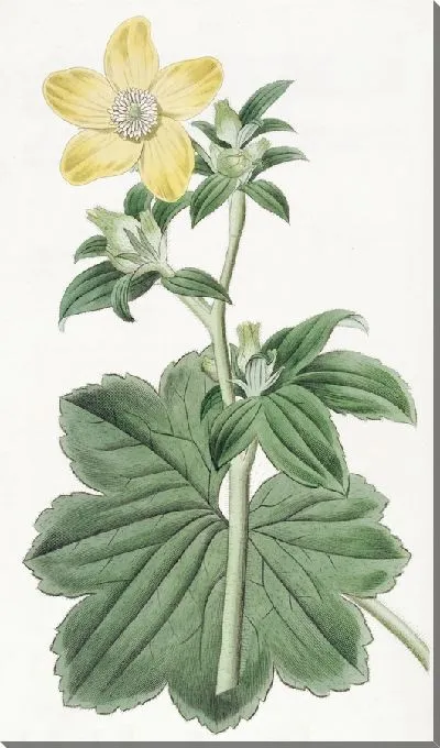 Картина Кандианская ворона лапа крупнолистная (1815-1819)