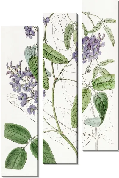 Картина Кеннедия крупнолистная (1815-1819)