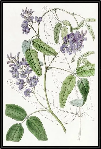 Картина Кеннедия крупнолистная (1815-1819)