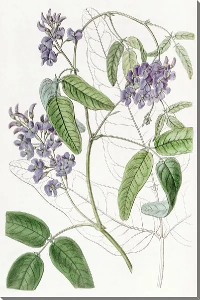 Картина Кеннедия крупнолистная (1815-1819)