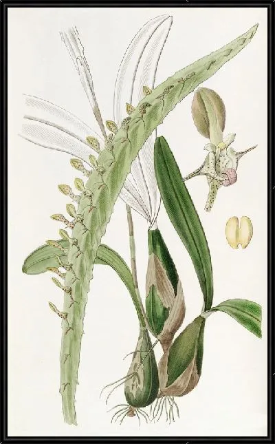 Картина Крупнейший мегаклиний (1815-1819 гг.)