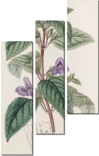 Картина Крупноцветковая Вингпойнт (1815-1819)
