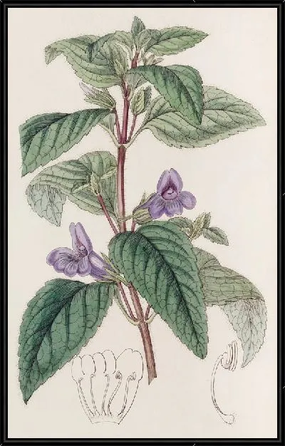 Картина Крупноцветковая Вингпойнт (1815-1819)