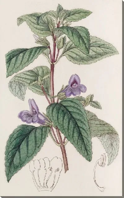 Картина Крупноцветковая Вингпойнт (1815-1819)