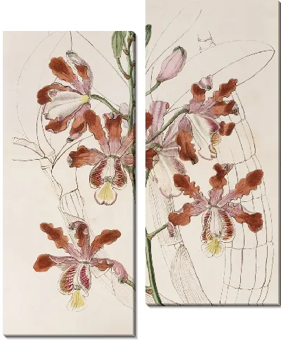 Картина Крупноцветковая хроника Трубчатой ​​Шомбургкии (1815-1819).