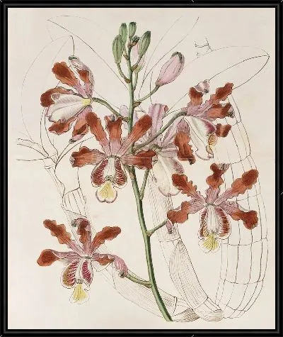 Картина Крупноцветковая хроника Трубчатой ​​Шомбургкии (1815-1819).