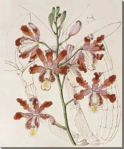 Картина Крупноцветковая хроника Трубчатой ​​Шомбургкии (1815-1819).