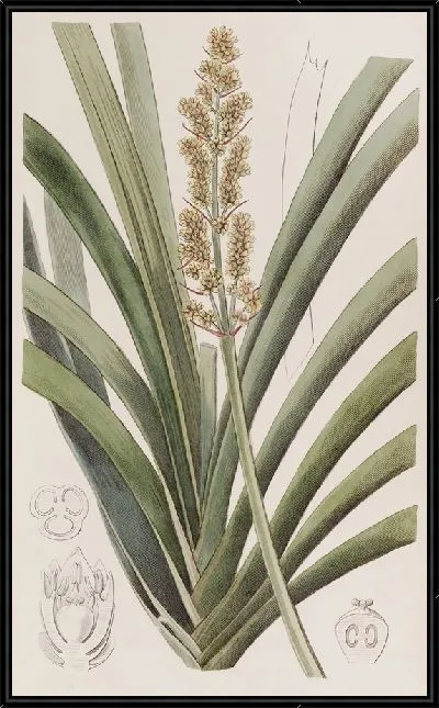 Картина Ксерот длиннолистный (1815-1819)