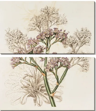 Картина Лаванда морская крупнолистная (1815-1819)
