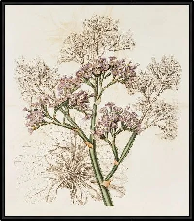 Картина Лаванда морская крупнолистная (1815-1819)