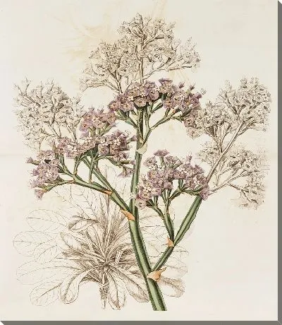 Картина Лаванда морская крупнолистная (1815-1819)