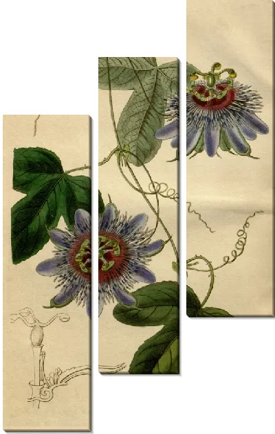 Картина Лейтенант. Страстоцвет Саливана (1815-1819)