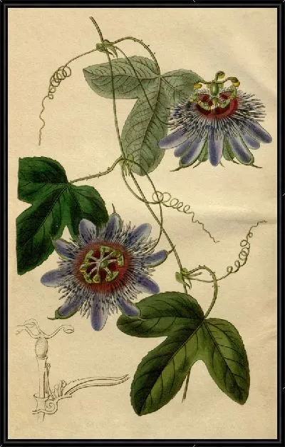 Картина Лейтенант. Страстоцвет Саливана (1815-1819)