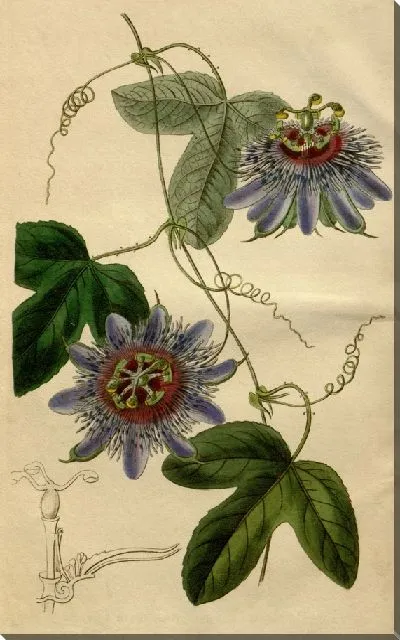 Картина Лейтенант. Страстоцвет Саливана (1815-1819)