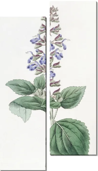 Картина Листовой мексиканский шалфей (1815-1819)